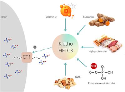 Improving Brain Creatine Uptake by Klotho Protein Stimulation: Can Diet Hit the Big Time?